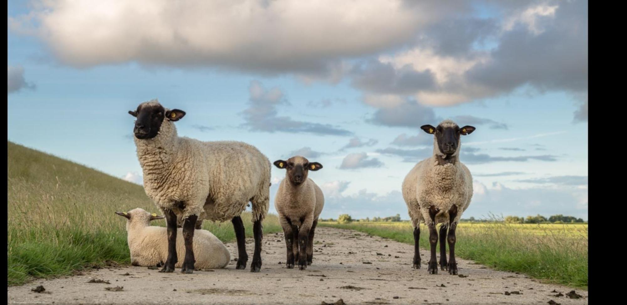 Am Alten Siel Wilhelmshaven Bagian luar foto